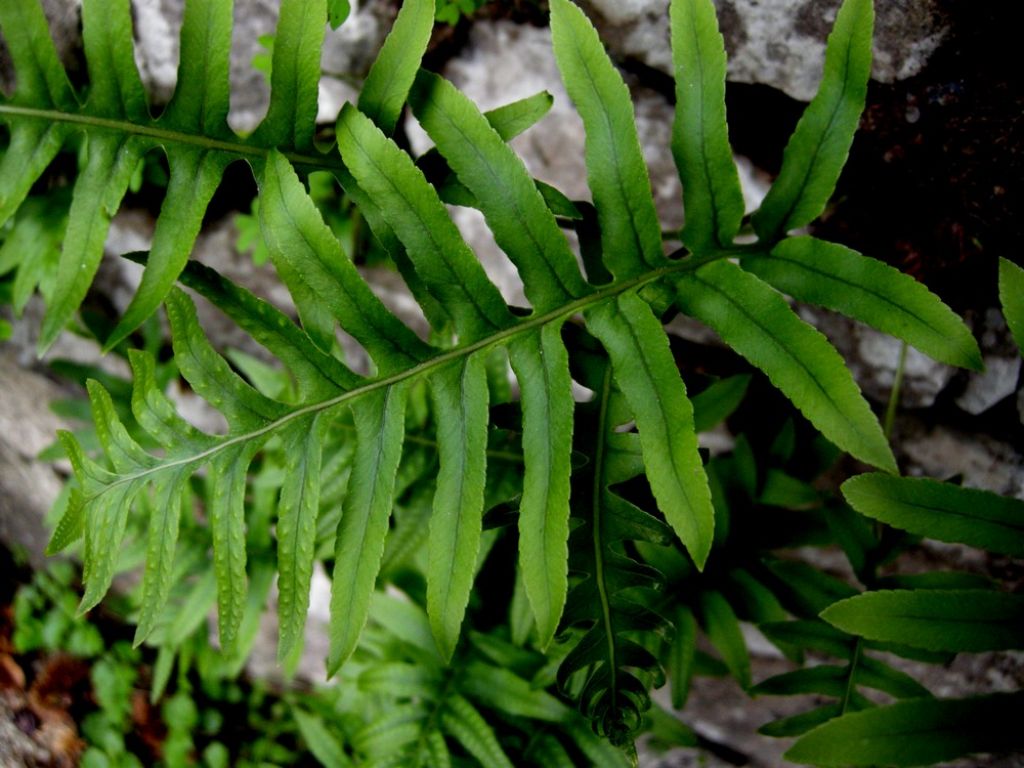 Polypodium cfr. vulgare